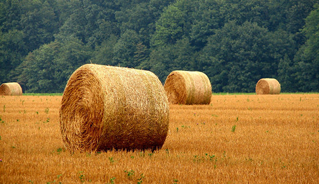 Making Hay